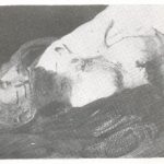 Hrvat Mijo Bauk iz sela Ravni Kotar kod Gacko, ubijen u rujnu 1942 na putu od Nevesinja do Gacke.
Prije nego što su ga Četnici ubili su ga strahovitu mučili.
S doljnjeg dijela lica su mu Četnici ogulili kožu s lica.