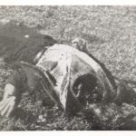 Četnici su napali na cesti prema Prijedoru hrvatskog muslimana Salka Mimešu i odrezali mu glavu.
