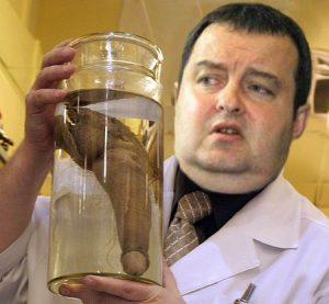 Penis on show at Russian Sex Museum A collection of wacky exhibits at Russia's first sex and erotica museum, in the city of St. Petersburg. The permanent exhibition hosts a variety of sculptures, and paintings -- but the main attraction is Grigory Rasputin's 30 centimetre penis, preserved in a jar. Founder Igor Knyazkin says of his prized possession, ìHaving this exhibit, we can stop envying America, where Napoleon Bonaparteís reproductive organ is now kept. Ö Napoleonís penis is but a small îpodì it cannot stand comparison to our organ of 30 centimetersÖî **Not Available for Publication in Russia** Mandatory Credit : WENN.com