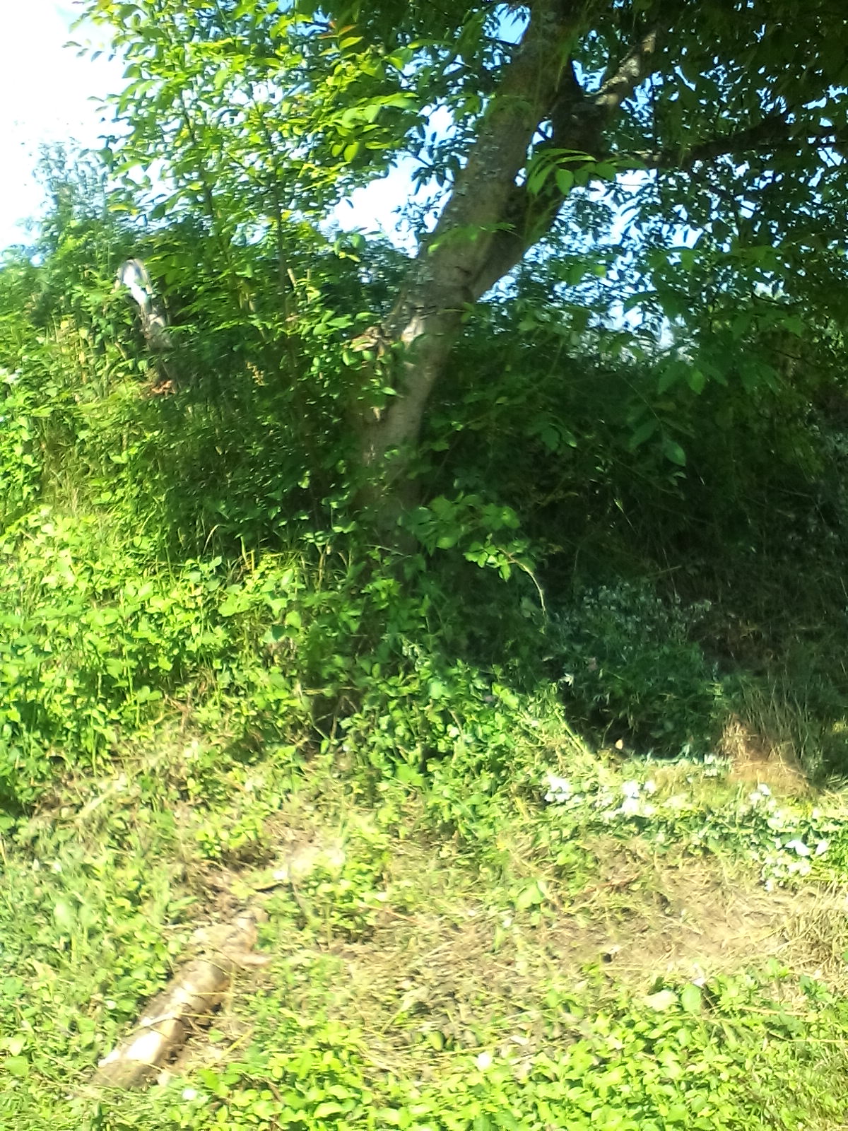 ovako se kosi i redjuje meni (1)