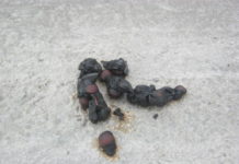 Blasfemija: Srpski ekstremisti obavili veliku nuždu na grobu Srbina koji je oženio Hrvaticu i zabili križ u lijes!