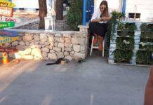 Turističke inovacije: Vjeverica pije vodu na šetnjici, turistički brod divlja na plaži, turisti uzurpiraju cestu