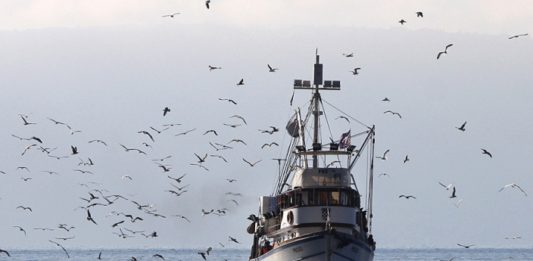 ikorcula-net-1263910095koca_galebovi_121108-2