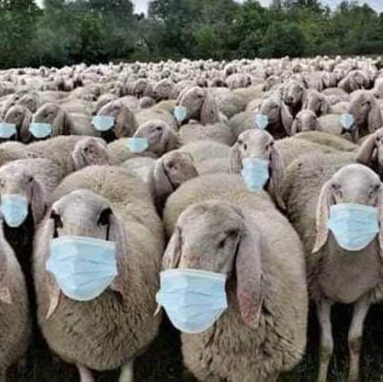 inbound4343798402475671899