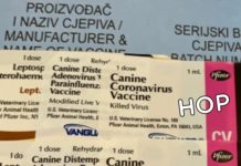 Pfizer radi korona cjepiva za pse, kao i za ljude, a ljudi će dobiti kovid putovnice kao PSI!