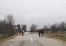 Skandalozno: Vlasnik konja dobiva poticaje od države za konje, a istovremeno s konjima ugrožava imovinu i živote putnika na cesti!