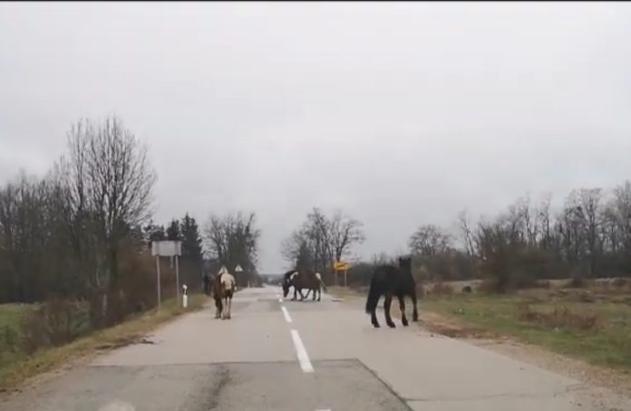 inbound2200473658281758123