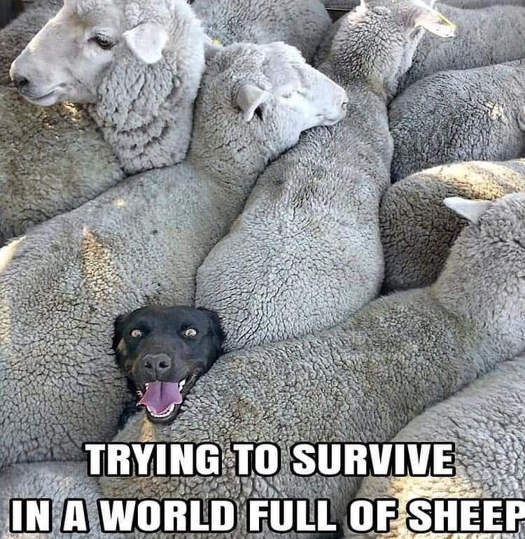 inbound5111921601225395680