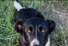 Ekskluzivne fotografije psa kojeg su Pupovac i mediji optužili da je progonio Srbe po Srbu