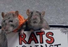 Institut Pasteur priznaje djelotvornost Ivermektina u svezi korone, cjepiva više nisu potrebna, ukida se Covid pass ?!