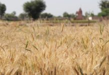 Na burzi divlja cijena pšenice, a Indija kao najveći izvoznik zabranila je izvoz svojih zaliha