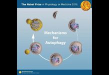 AKTIVACIJOM PROCESA AUTOFAGIJE DO MRŠAVLJENJA
