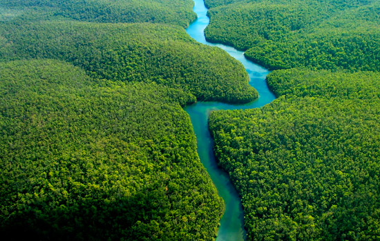 Slika 8 peru_amazon_river_trees