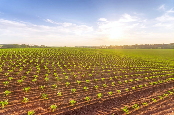 za clanak GMO 3 - 20 10 2022