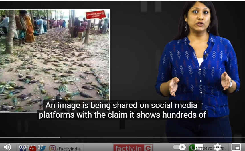 slika 5 mrtve ptice Indija