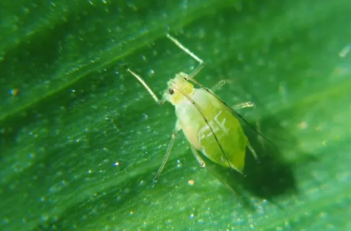 Slika 1 DARPA clanak i kukci bio oruzje