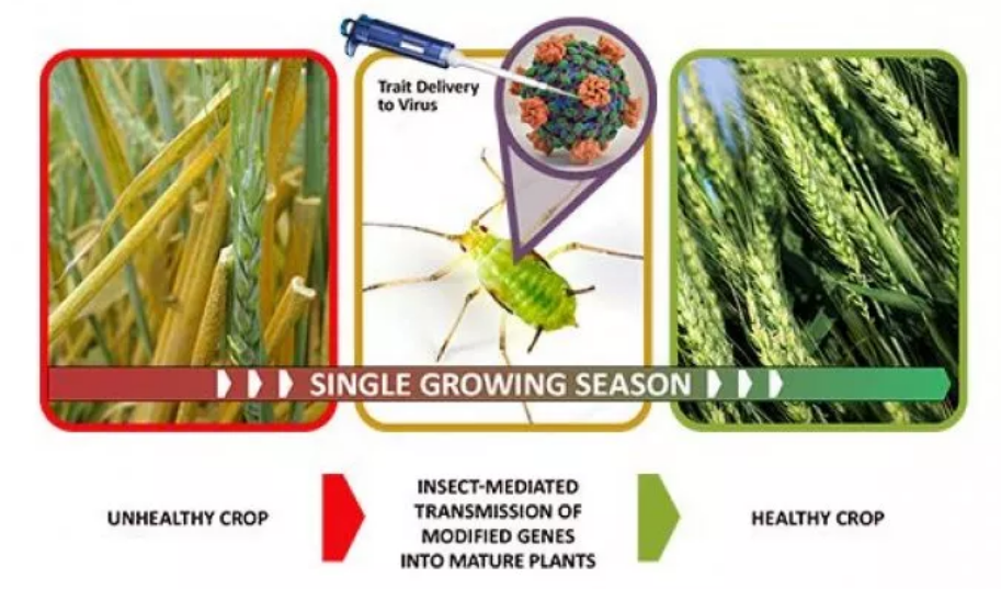 Slika 2 DARPA i KUKCI