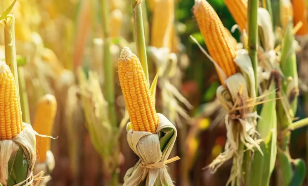 Slika 3 DARPA i KUKCI