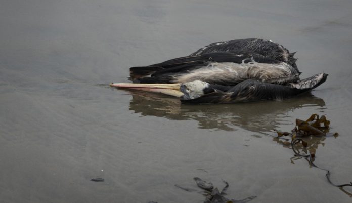 007715600_1669772961-Belasan_Ribu_Pelikan_Mati_di_Peru_Akibat_Flu_Burung-AP__8_