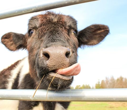 Dr William Makis: Znanstvenici lažu o sigurnosti mRNA hrane