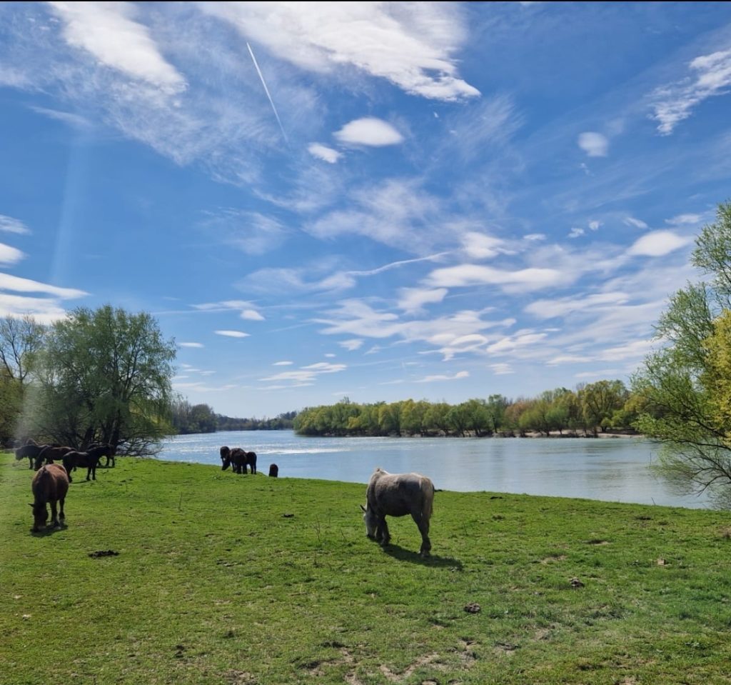 Screenshot_20240323_173217_WhatsApp