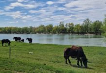 Selo roda propada na očigled županijske i gradske vlasti…