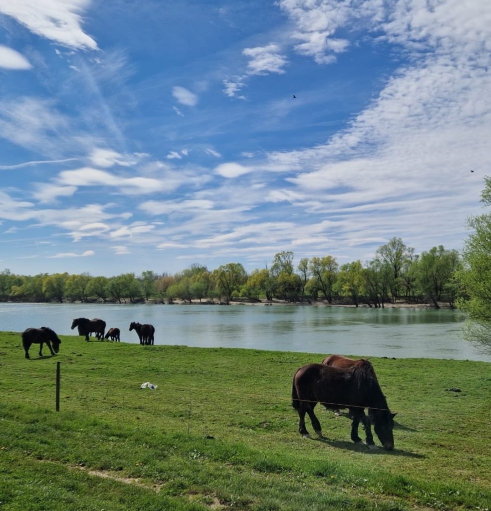 Screenshot_20240323_173302_WhatsApp