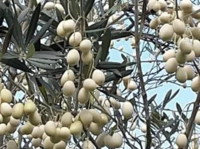 Screenshot_20241231_092644_Facebook