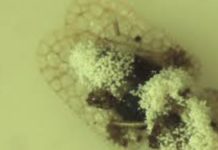 Mikolog Paul Stamets izmislio prirodni pesticid preko entomopatogenih gljiva, što su mediji zataškali!