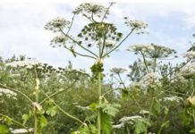 Biljka od koje možete oslijepiti, dobiti mjehuriće, osip i opekline za koje je potrebno i do sedam godina da potpuno zacijele!