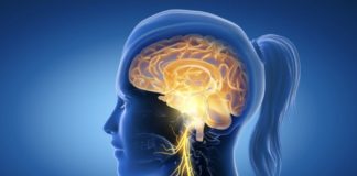 Mozak može utjecati na crijevni mikrobiom za samo dva sata