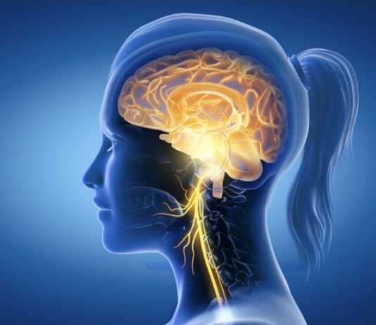 Mozak može utjecati na crijevni mikrobiom za samo dva sata