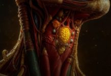 Znanstvenici su pronašli dosad nepoznati organ skriven duboko u ljudskom grlu