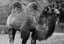 Devine suze neutraliziraju 26 vrsta zmijskog otrova!