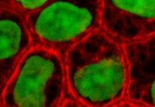 Naše stanice već nose zvučne zapise naših života