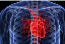 Mini srca i jetre uzgojeni u laboratoriju