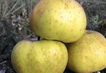 Dvije jabuke pretvaraju ustajali kruh u mirisne mrvice