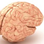 Sposobnost regeneracije moždanih stanica kod odraslih