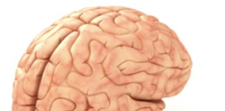 Duboko u ljudskom mozgu leži tajna klasa progenitorskih stanica