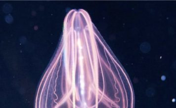 Najstarije živo biće na našem planetu je organizam sličan meduzi nazvan ktenofor