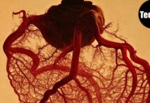 Zapanjujuće lijepa unutarnja struktura srca