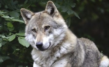 Vuk je životinja nepokolebljive duše