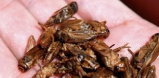 Nakon ‘ politčkih kukaca’, stvarni dolaze u hrani – oznake za kukce u hrani – E120 i E904