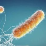 Bakterija: Mutacije i rekombinacije