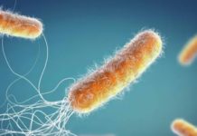 Bakterija: Mutacije i rekombinacije