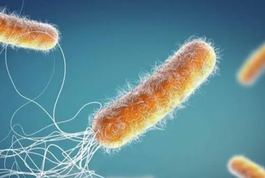 Bakterija: Mutacije i rekombinacije