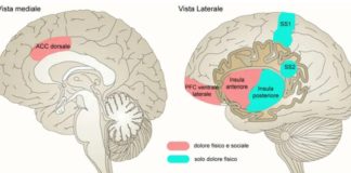 Znanstvenici su otkrili da malo područje mozga kaudalni granularni insularni korteks (CGIC) je ključan u održavanju trajne boli