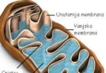 Kad shvatite kako mitohondriji funkcioniraju, shvatit ćete neefikasnost ako je lanac prijenosa elektrona blokiran