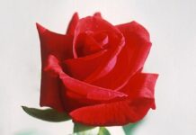 Eterično ulje ruže može izazvati značajne strukturne promjene u ljudskom mozgu