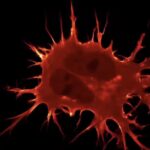 Tumorske stanice su veće jer stanica više ne prepoznaju signale tijela